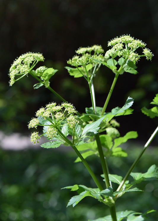 Alexanders