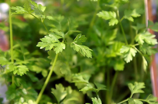 Chervil, Vertissimo