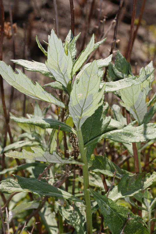 Mugwort, Coastal