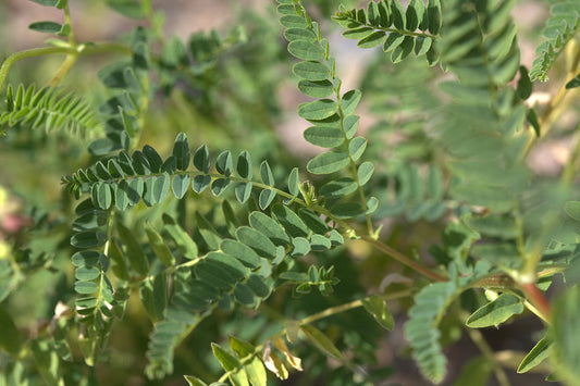 Astragalus, Huang-qi