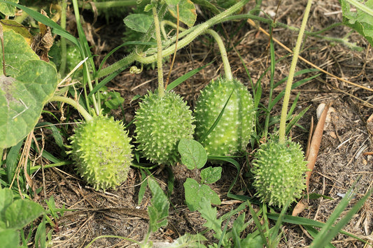 Jamaican Burr Gherkin