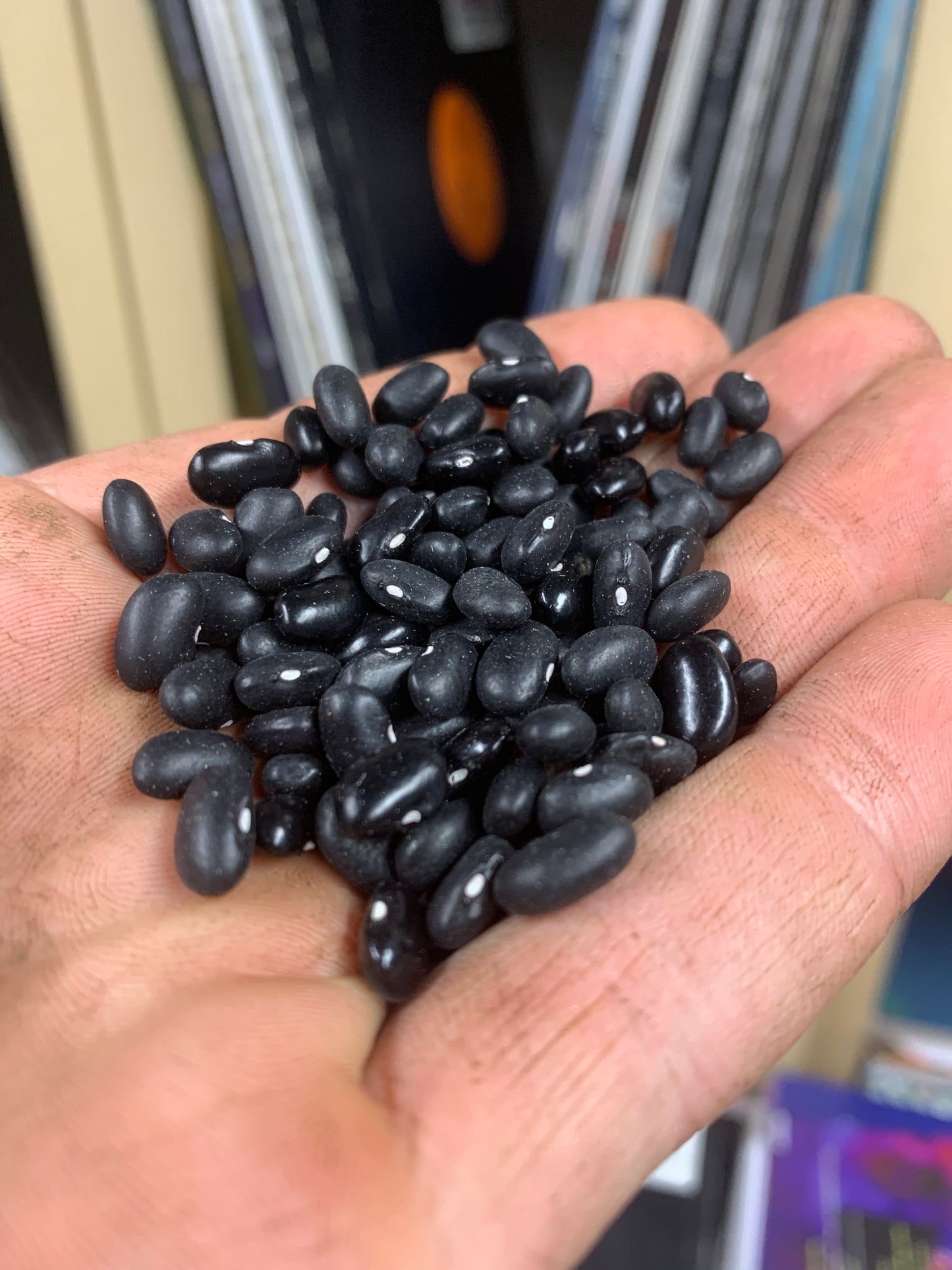 Bean, Tepary (Black Mitla)