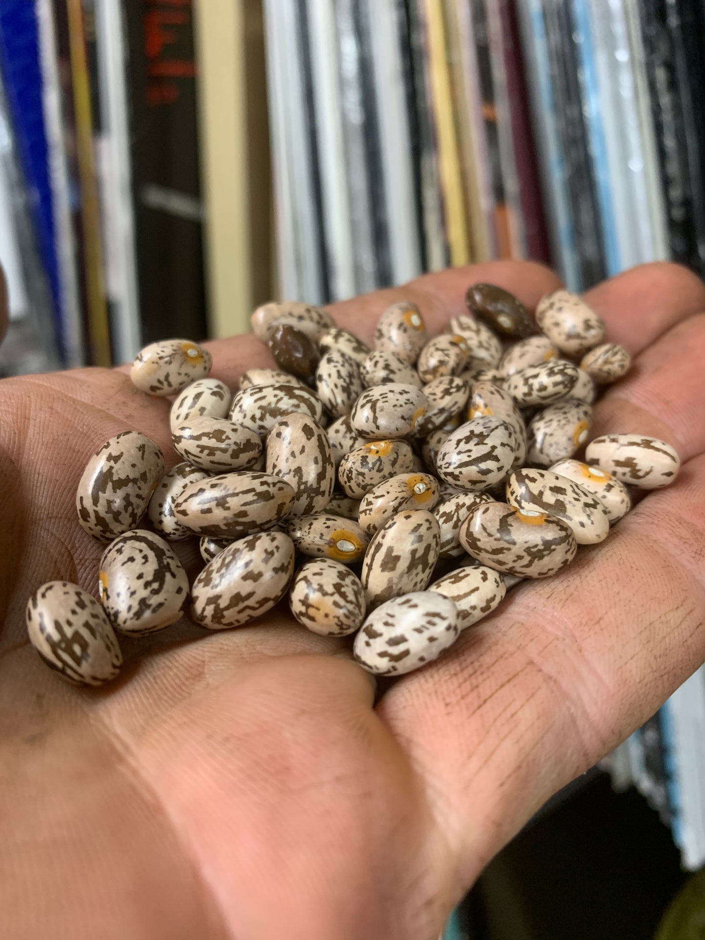 Bean, Bush Dry (Northern Pinto)