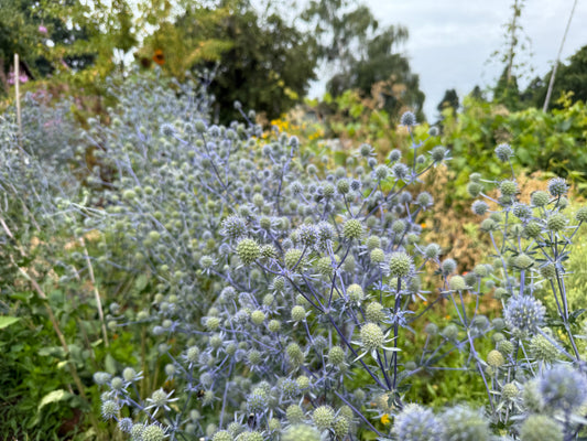 Sea Holly, Blaukappe