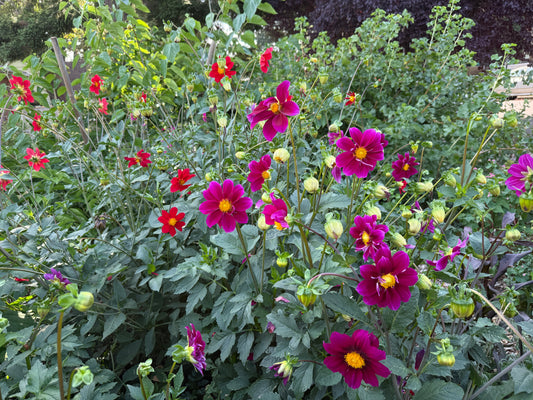 Dahlia, Cocoxochitl Edible Mix