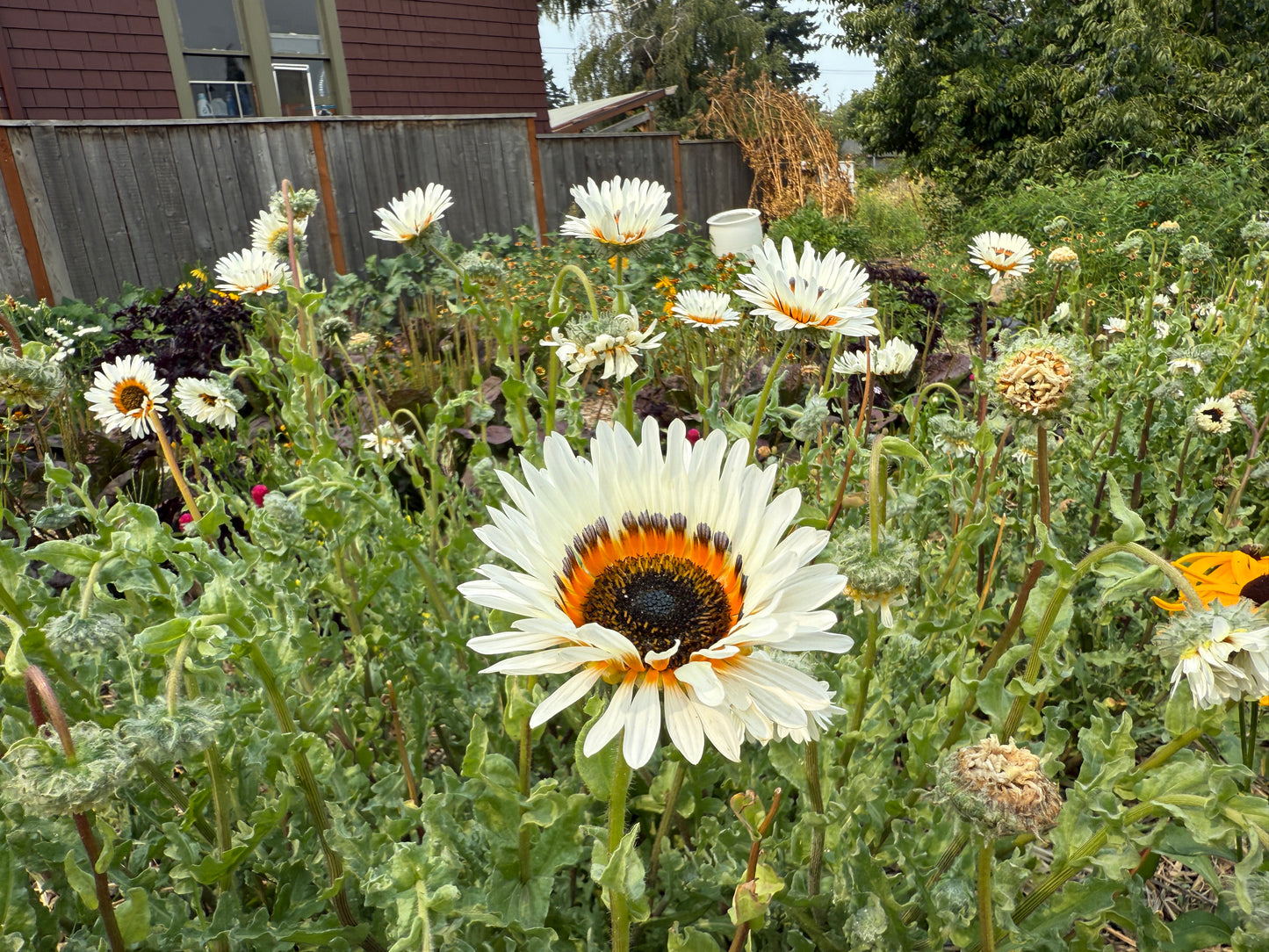 Cape Daisy “Zulu Prince”