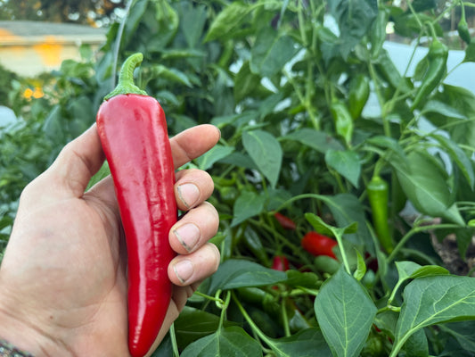 Pepper, Early Perfect Italian