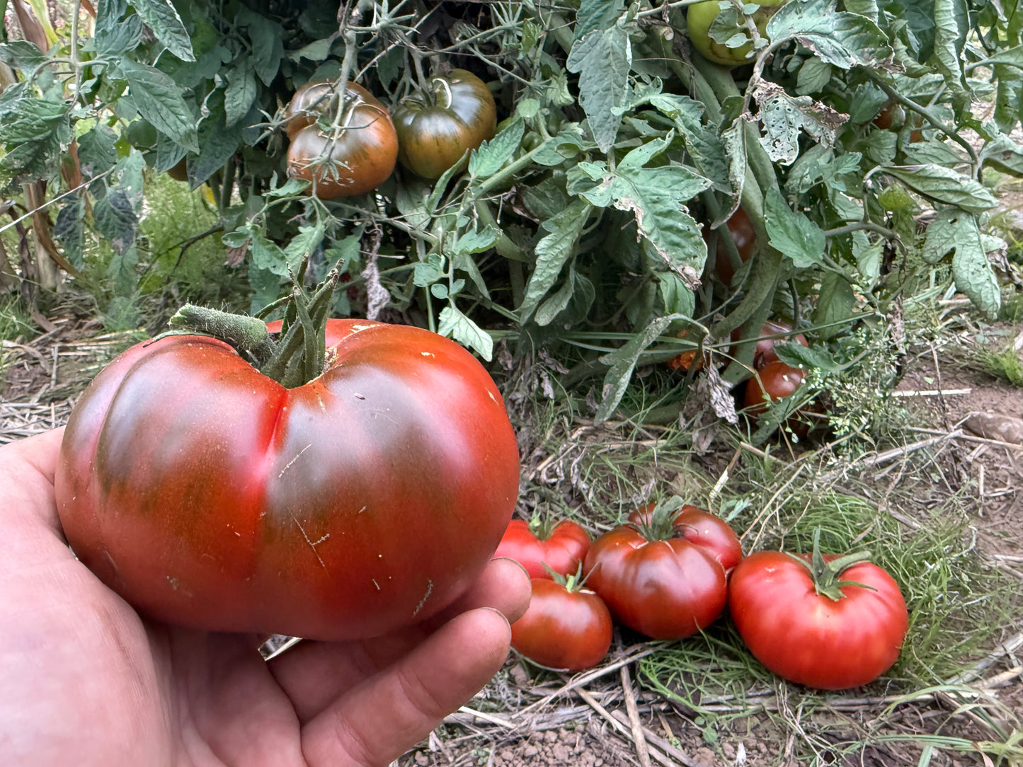 Tomato, Paul Robeson