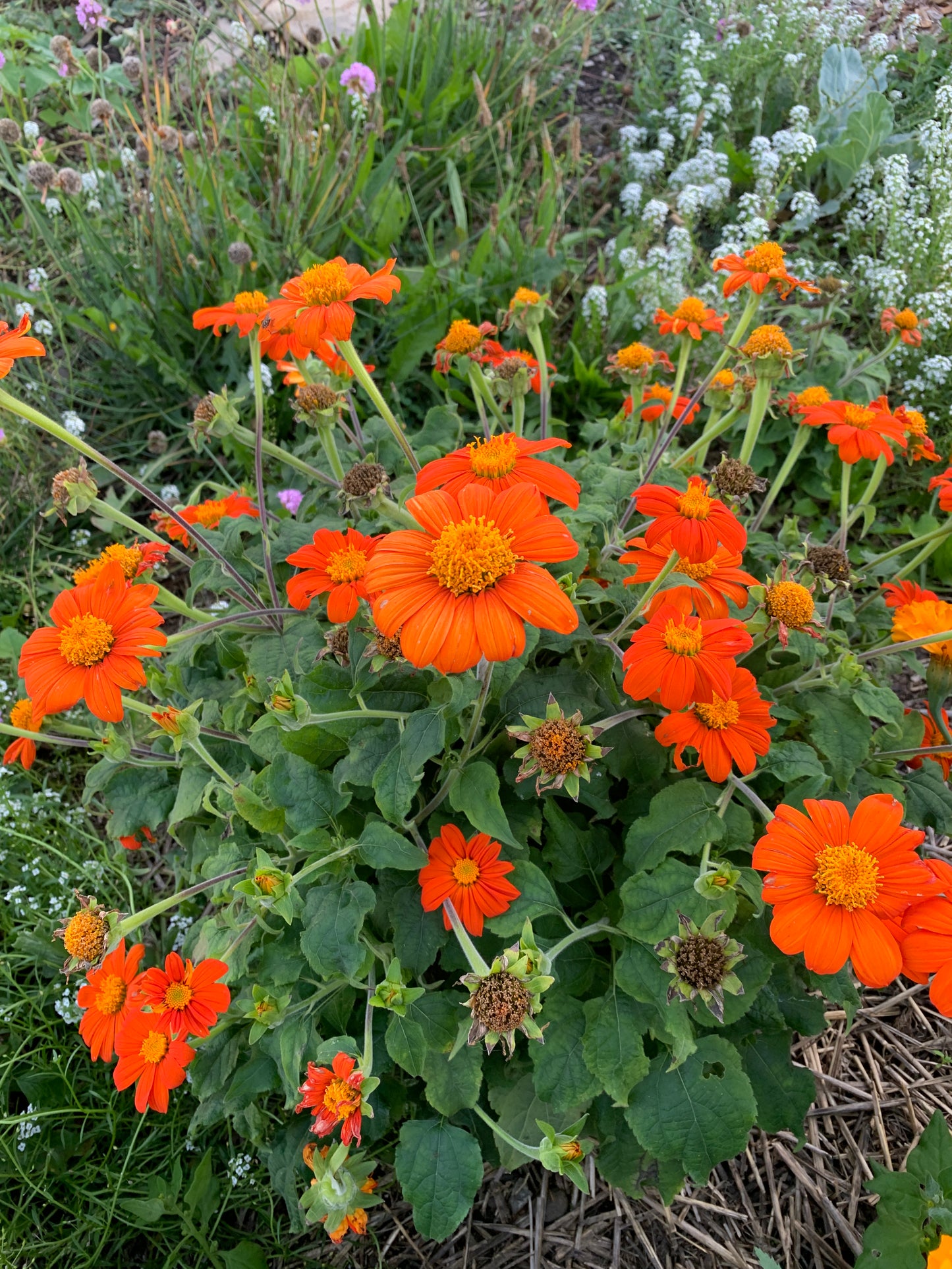 Mexican Sunflower, Fiesta Del Sol