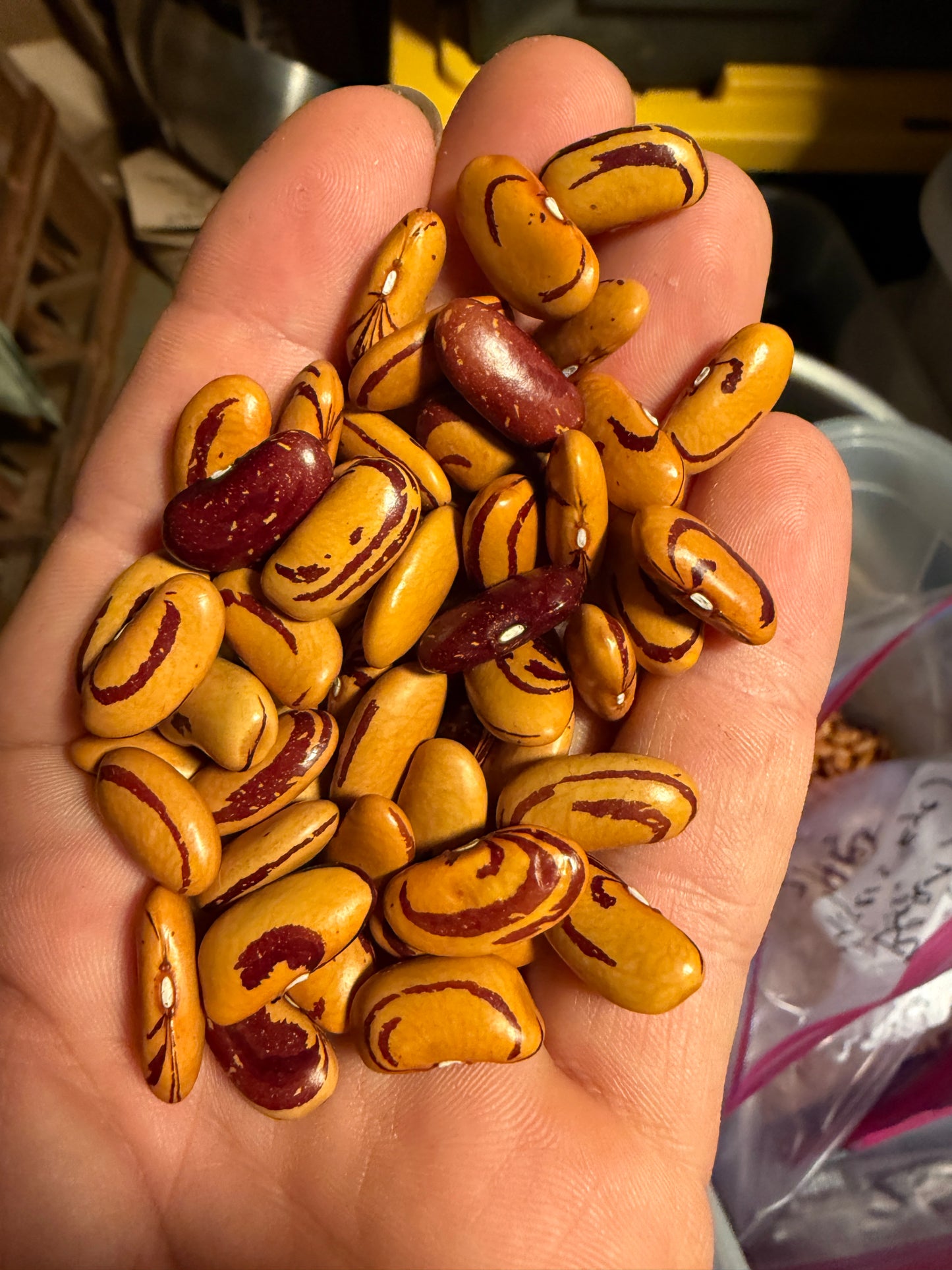 Bean, Tiger’s Eye (Bush Dry)