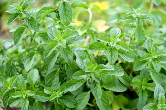 Pennyroyal