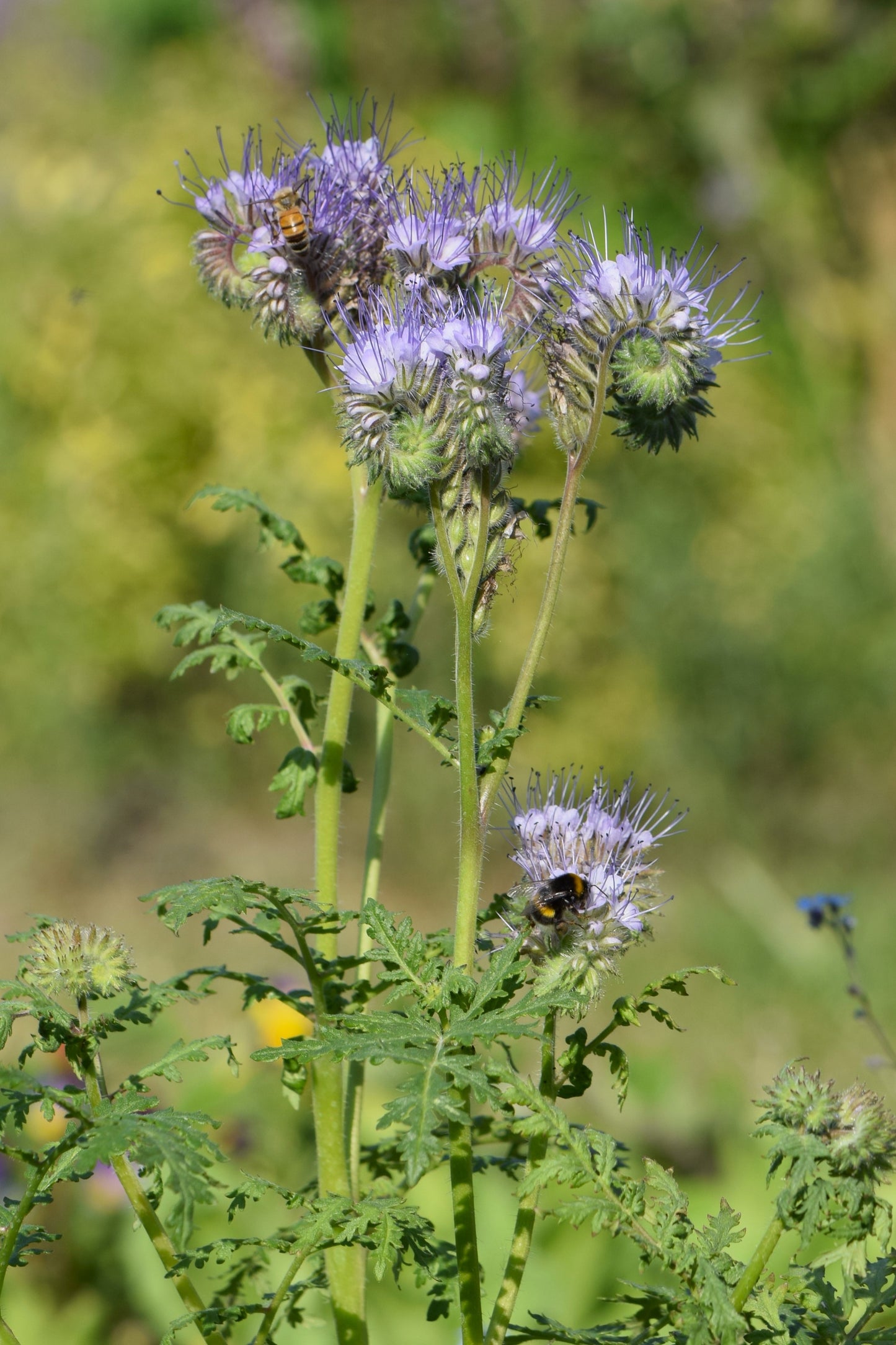 Phacelia