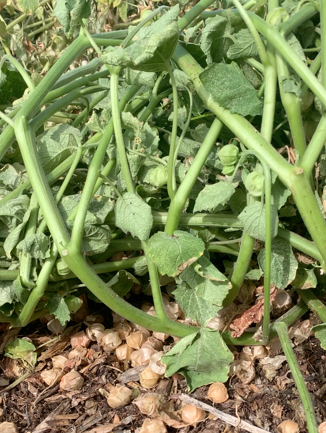 Ground Cherry (Mary's Niagara)