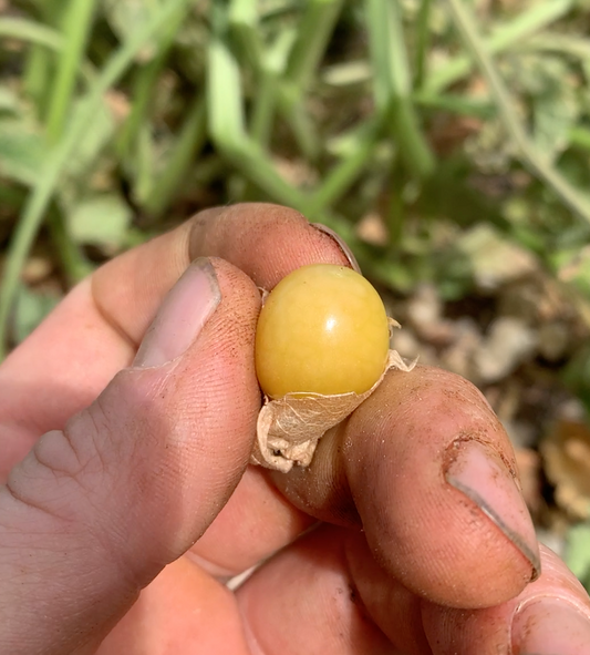 Ground Cherry (Mary's Niagara)