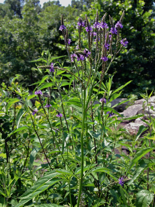 Blue Vervain