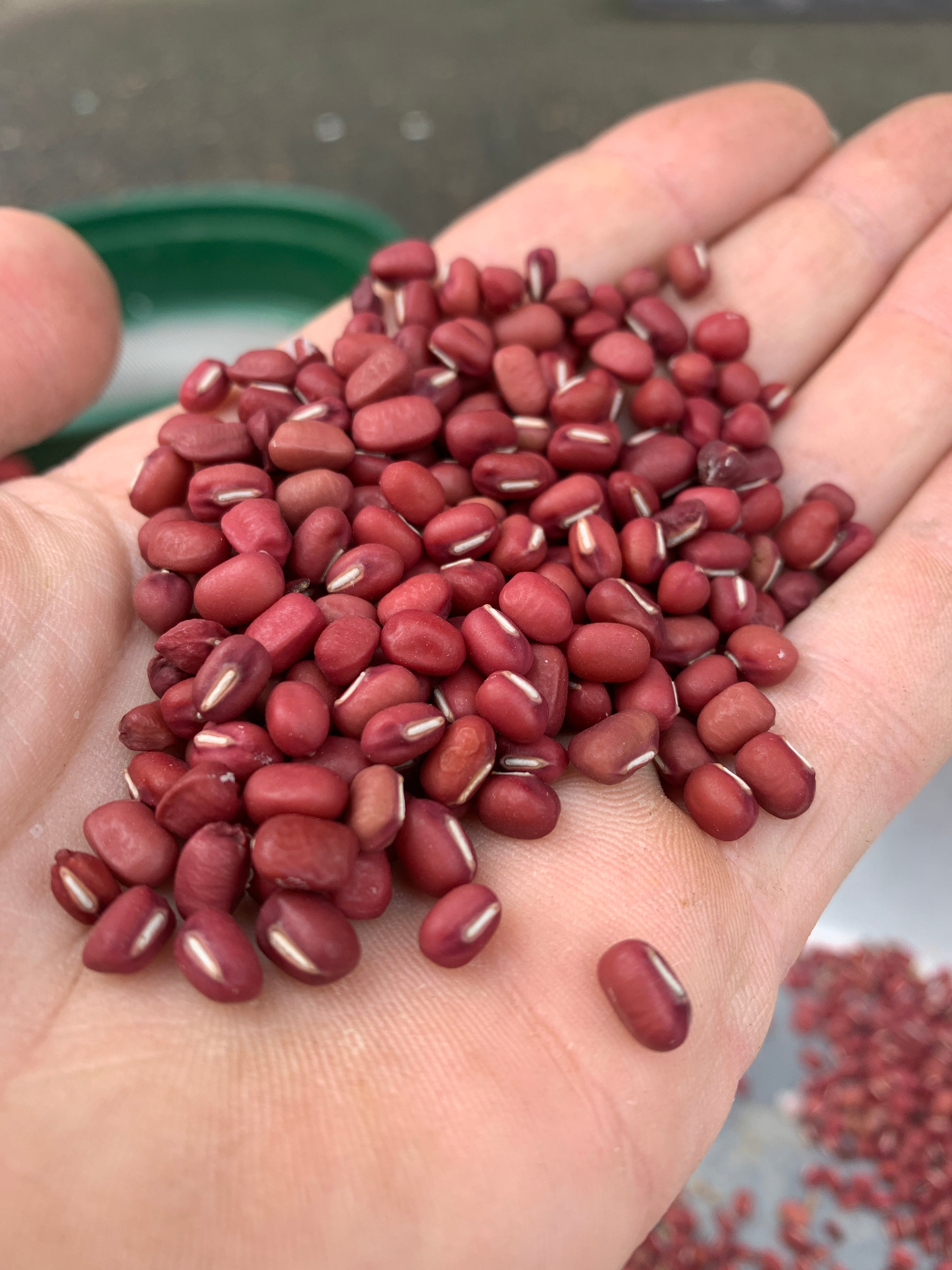 Bean, Adzuki – Rhythm Seed Farm