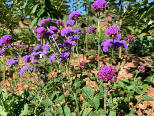 Ageratum, Timeless Mix