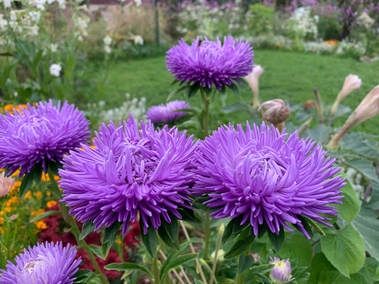 Aster, Gala Lavender