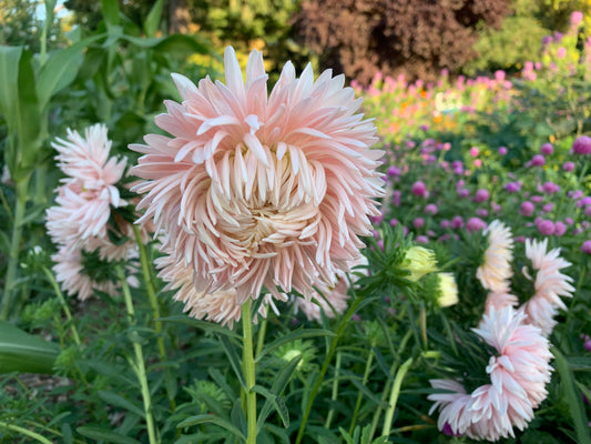 Aster, Salmon Janina