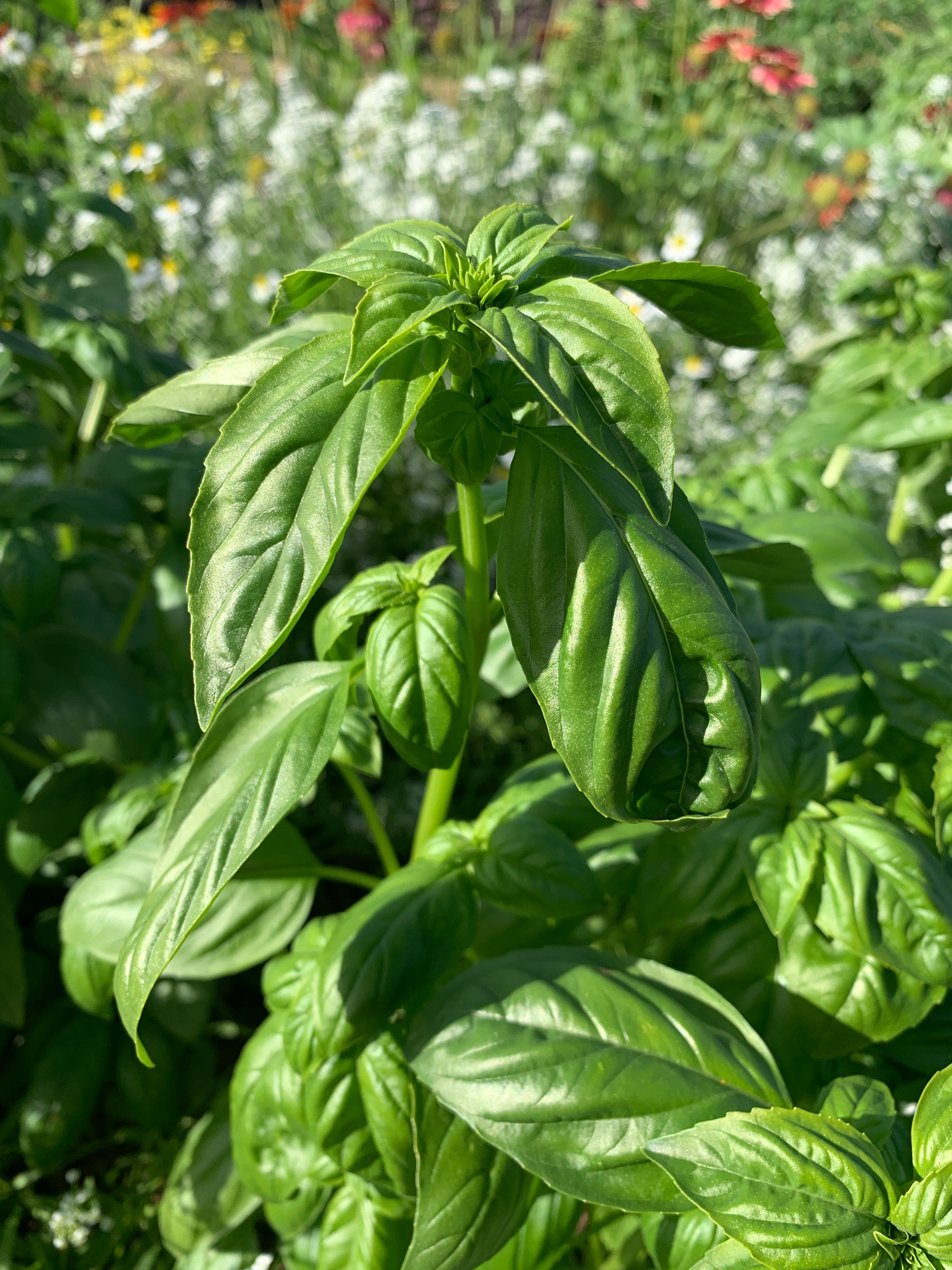 Valsa Basil Basil, Classico – Rhythm Seed Farm