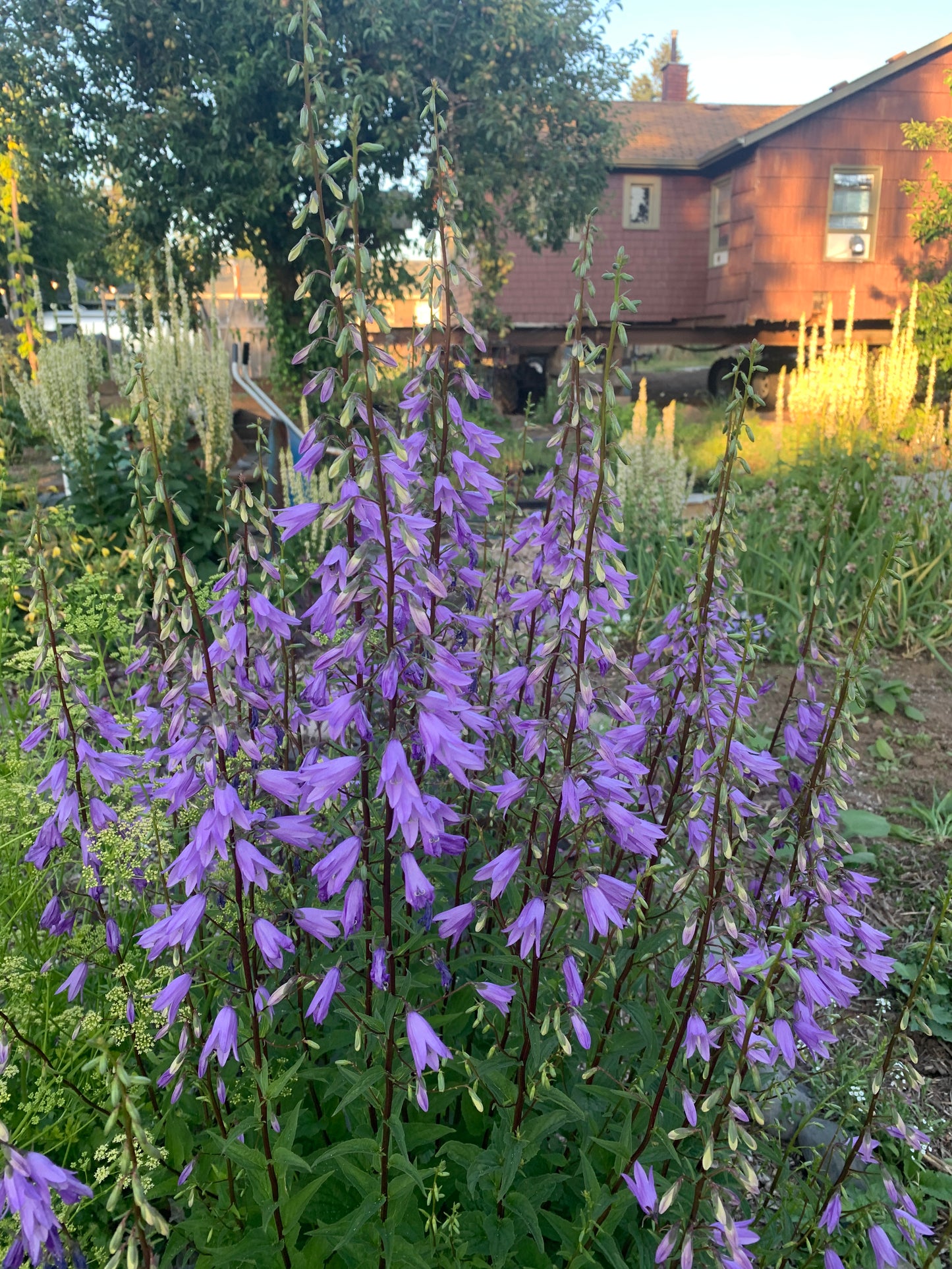 Bellflower, Creeping