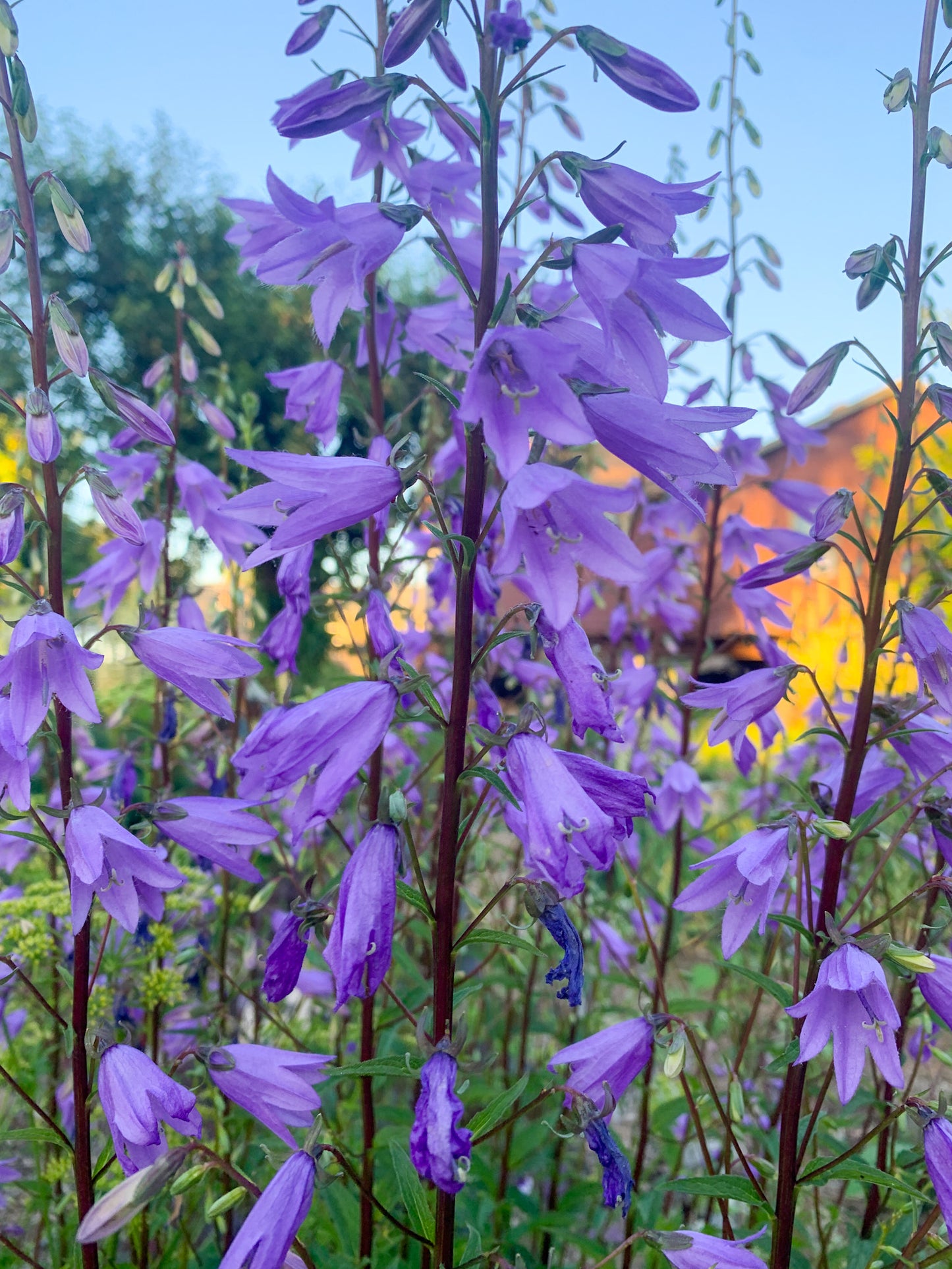 Bellflower, Creeping