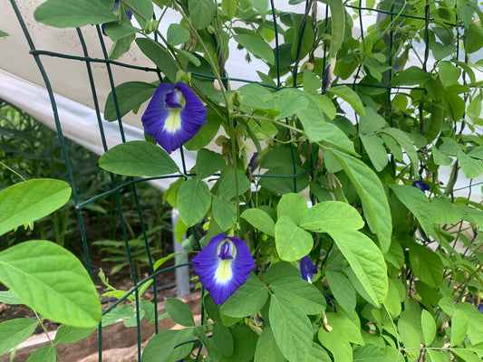 Butterfly Pea