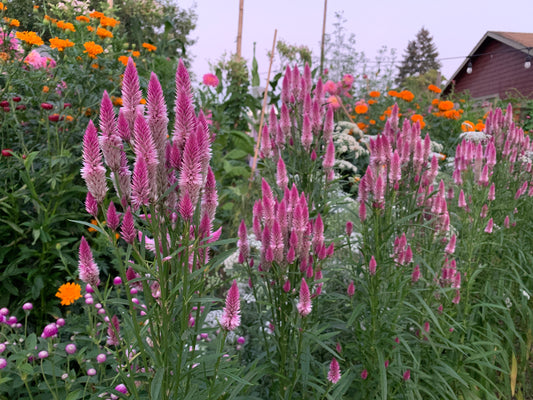 Celosia, Flamingo Feather