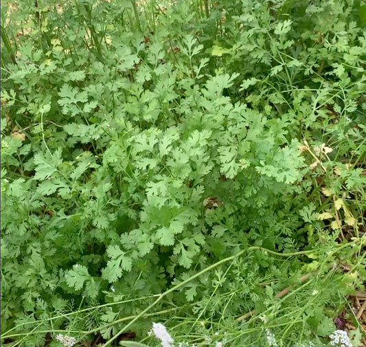 Cilantro, Leaf (Calypso)