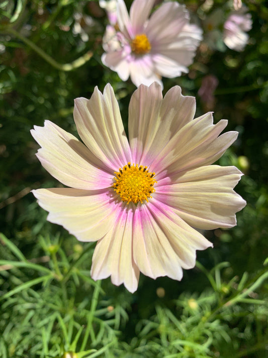 Cosmos (Apricot Lemonade)