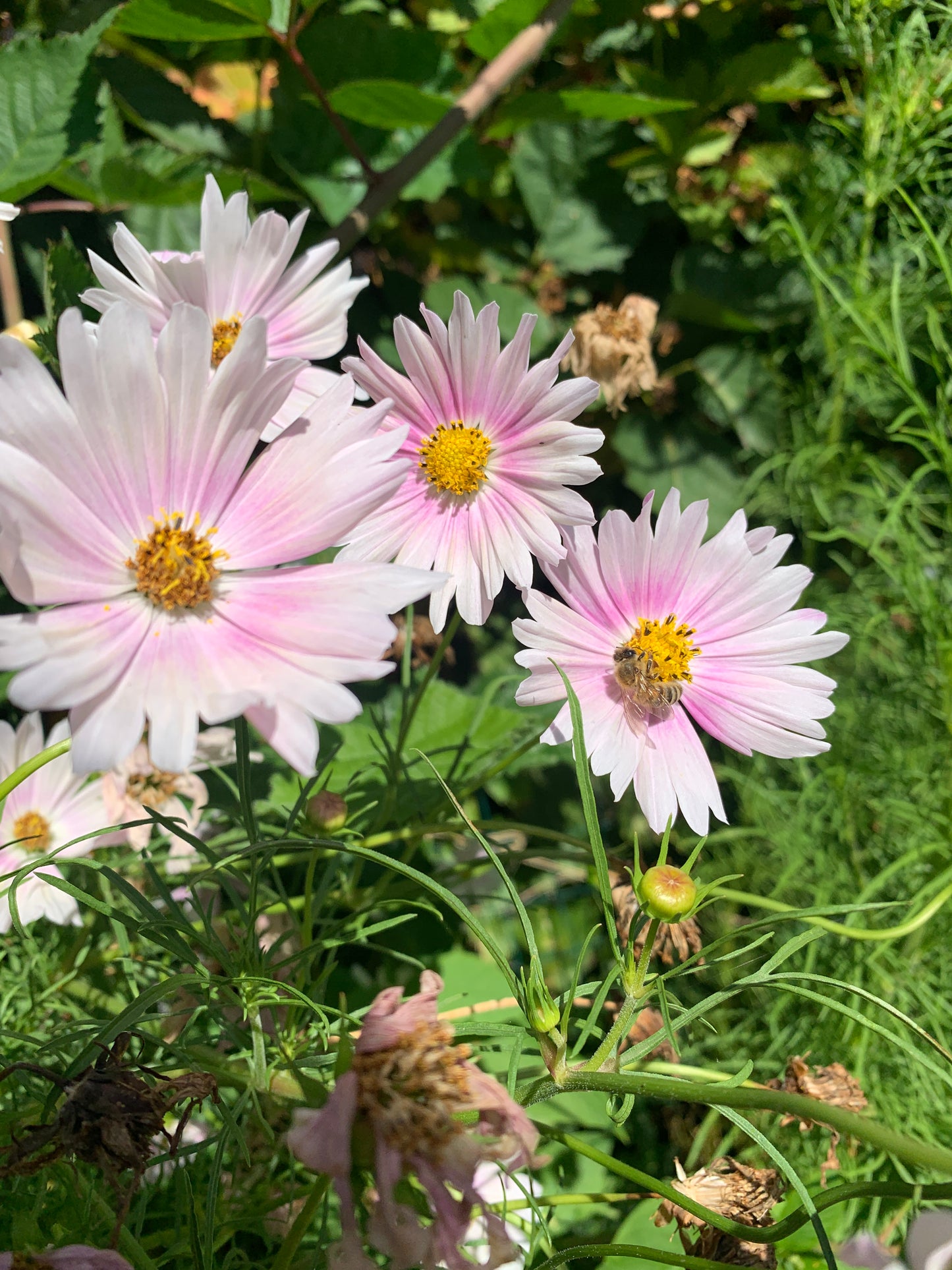 Cosmos (Apricot Lemonade)