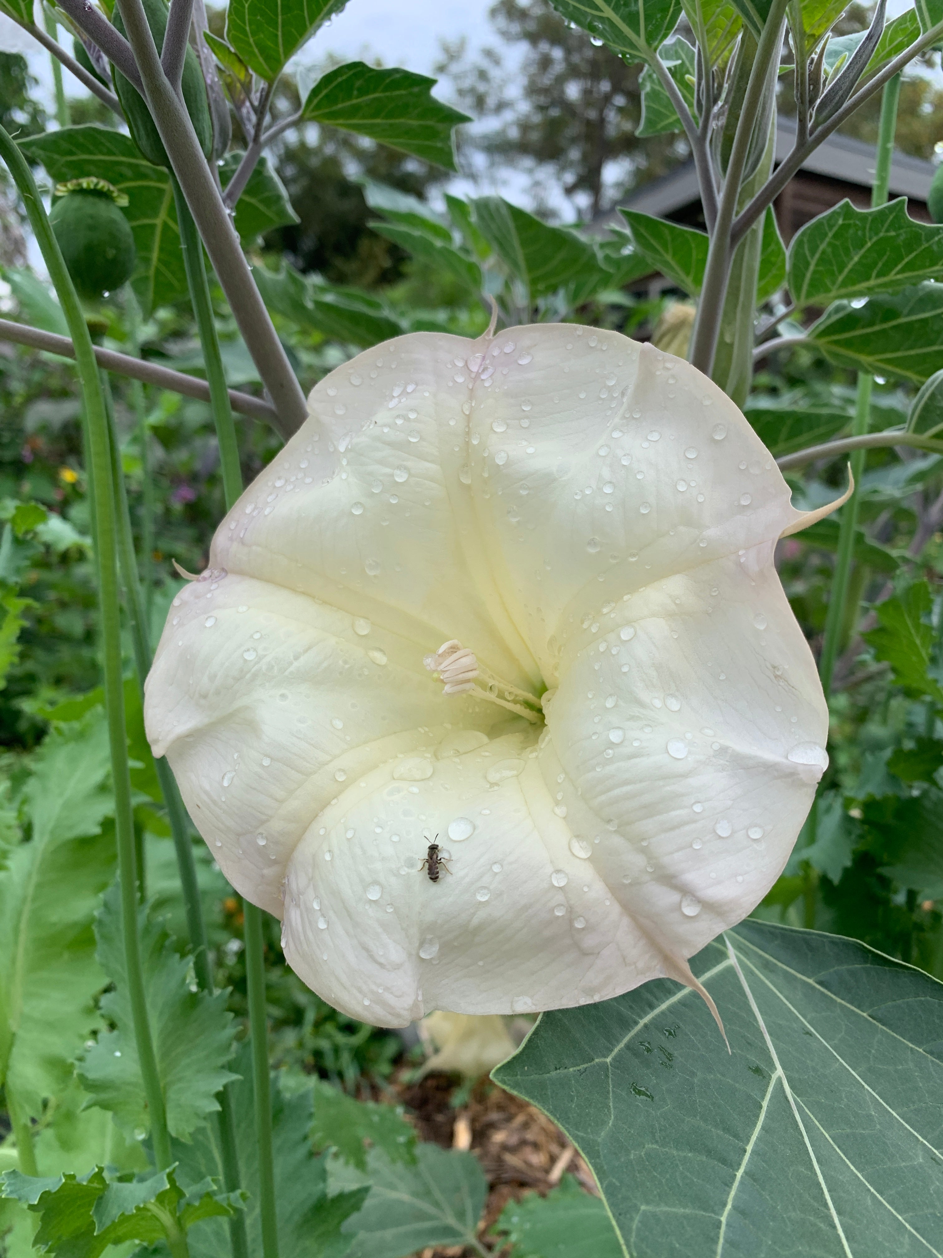 Datura inoxia – Rhythm Seed Farm