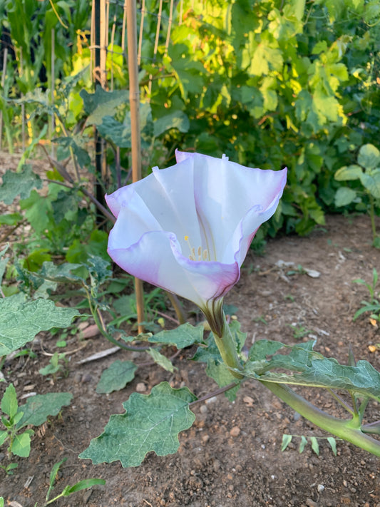 Datura, Torna Loco
