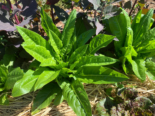 Lettuce, Strela Green