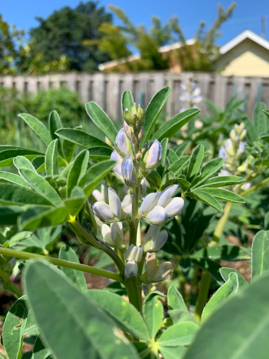 Lupini Bean