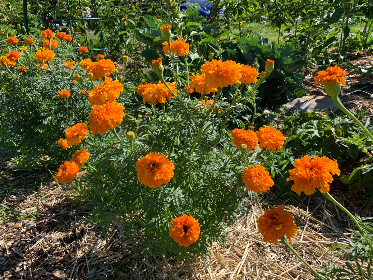 Marigold, Cempaxochitl – Rhythm Seed Farm