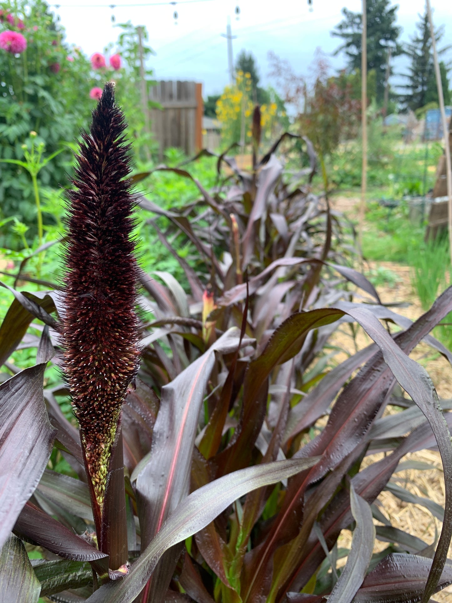 Millet, Purple