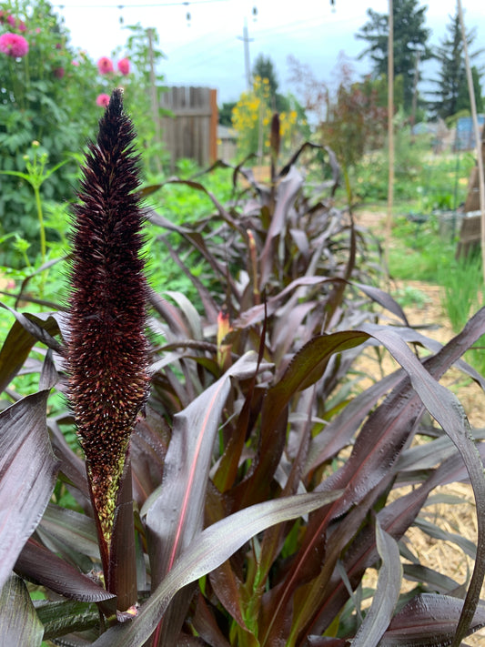 Millet, Purple