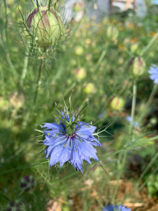 Nigella, Love-in-a-Mist