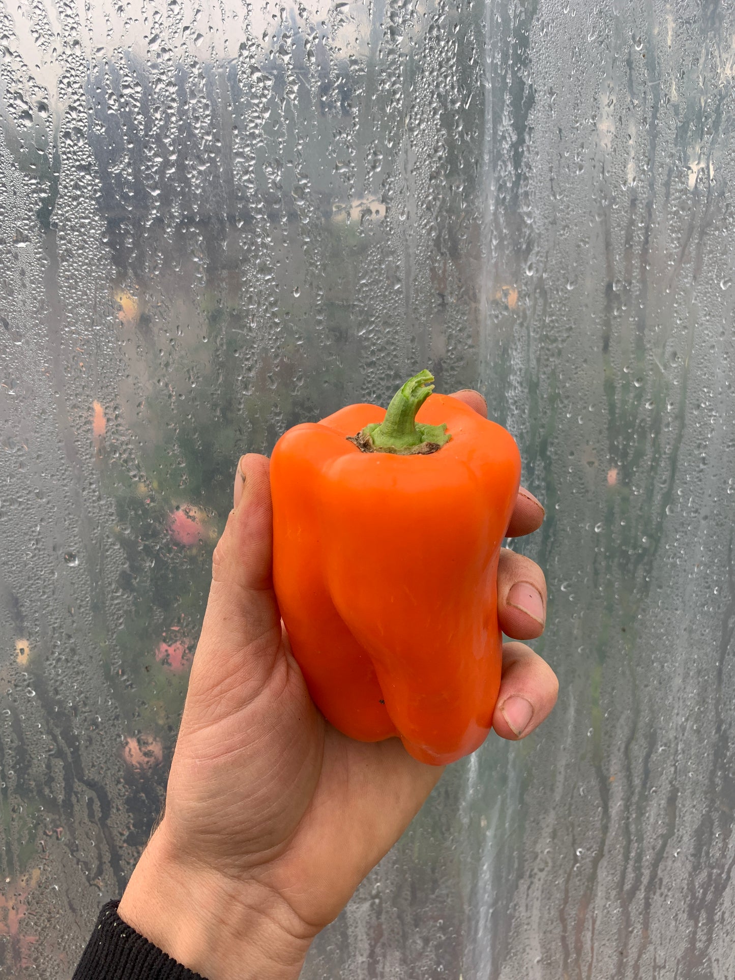 Pepper, Early Long Orange