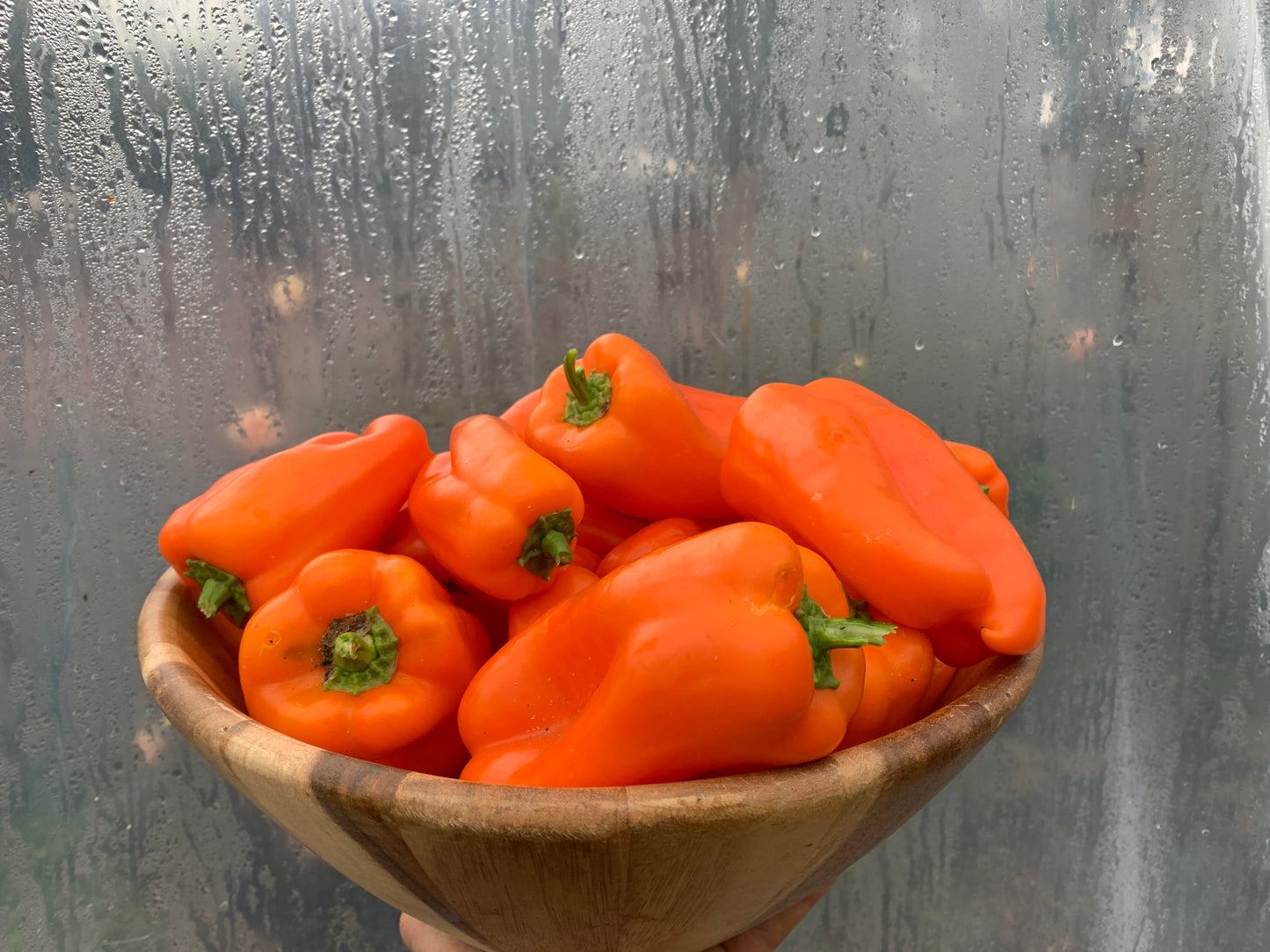 Pepper, Early Long Orange