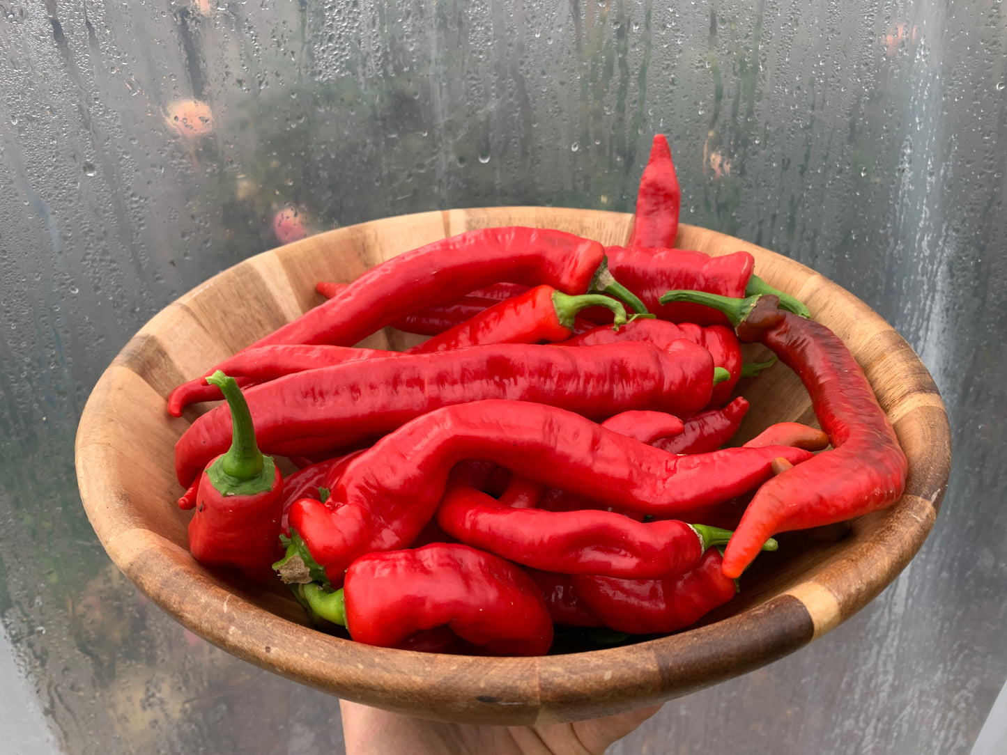 Pepper, Jimmy Nardello’s