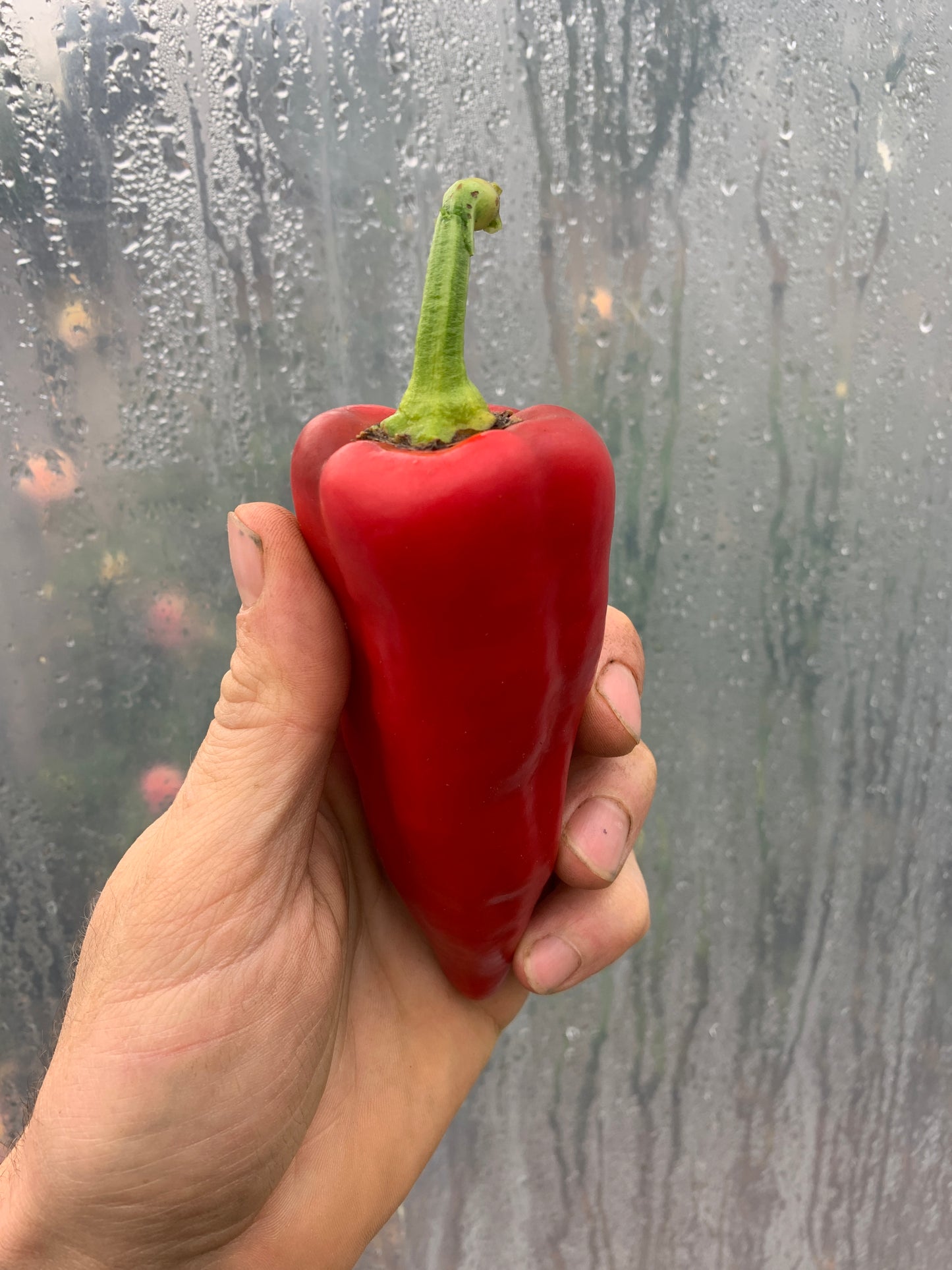 Pepper, Stocky Red Roaster