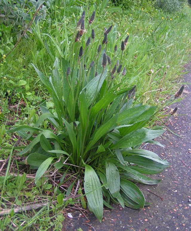 Plantain, Narrow Leaf