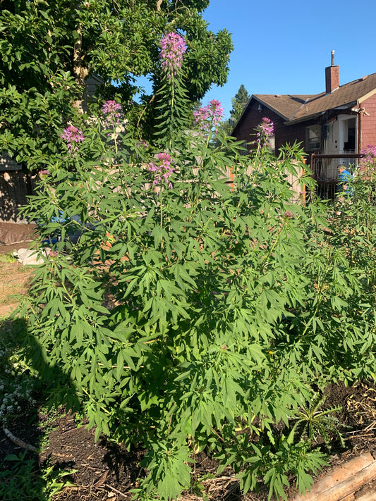 Rocky Mountain Bee Plant