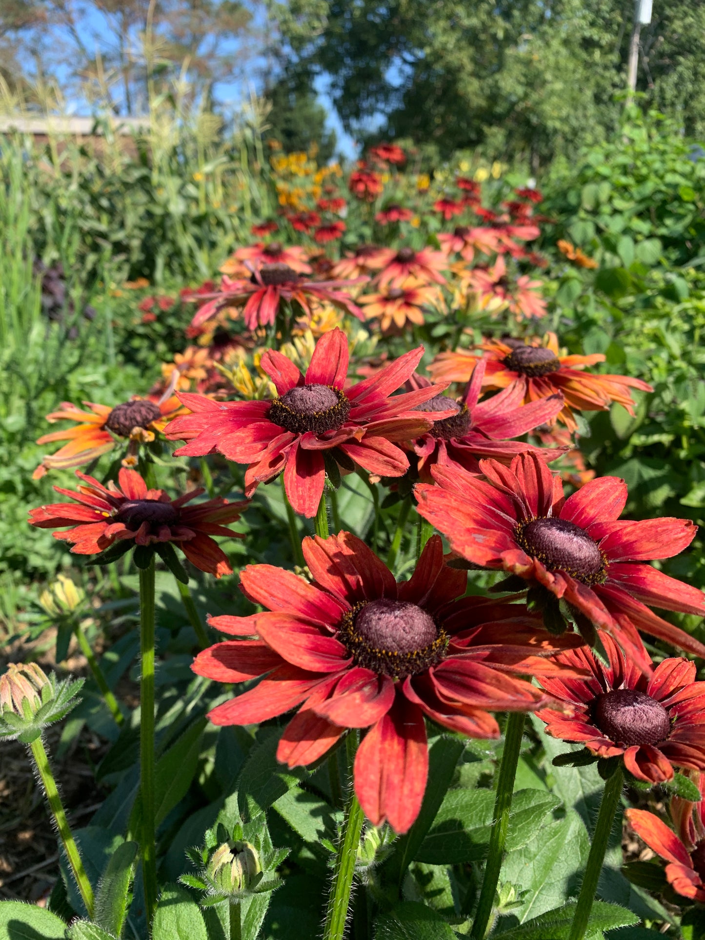 Rudbeckia, Caramel Mix