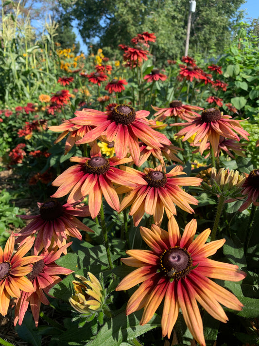 Rudbeckia, Caramel Mix