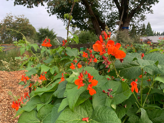 Runner Bean, Italian Grex