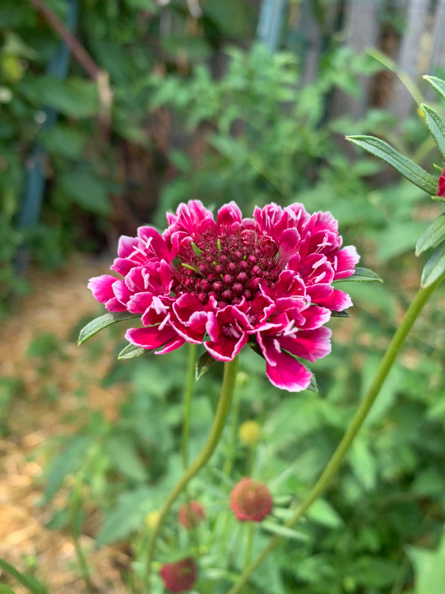 Scabiosa, Picotee Mix