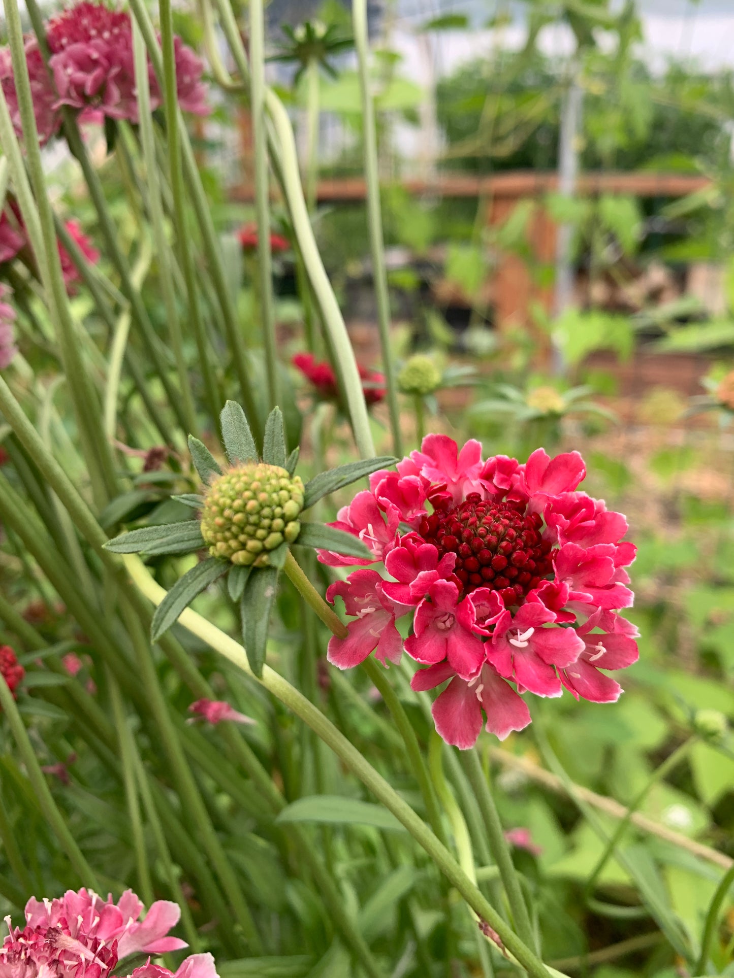 Scabiosa, Picotee Mix